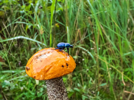 Beautiful closeup shot of Dor beetle or spring dor beetle (Trypocopris vernalis) on orange cap of edible mushroom aspen bolete (Boletus Aspen) in the forestの写真素材