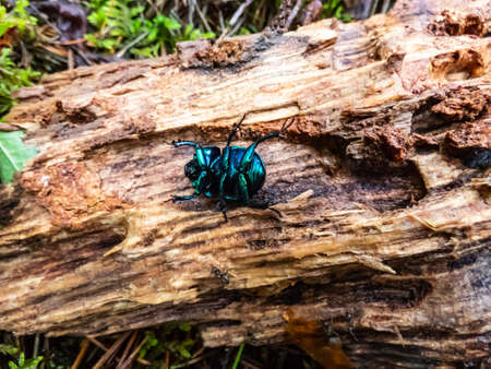 Macro shot of beutiful Dor beetle or spring dor beetle (Trypocopris vernalis) autumnalis Heer, dull black in colour with a variable blue and green metallic reflection on dry wood. Ventral viewの写真素材