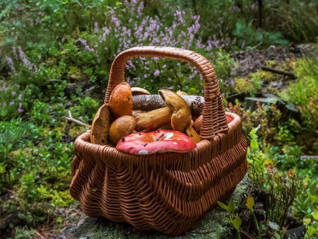Small wooden basket on the ground full with edible mushrooms - russula rosea, chanterelles, boletus, boletus Aspen among forest vegetation, moss, lingonberry, heather. Mushroom picking traditionの写真素材