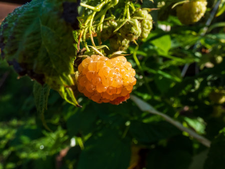 Macro shot of sweet, ripe golden - yellow raspberry fruit growing on green raspberry plant (Rubus...