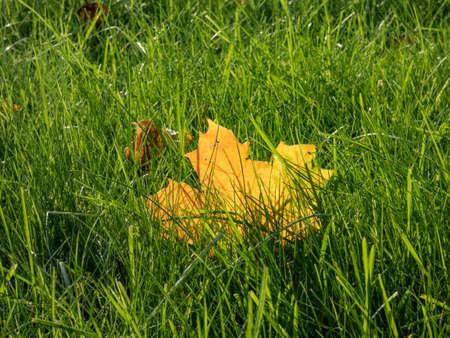 Single yellow maple leaf in long green grass in bright backlight. Fallen, yellow leaves in autumnの写真素材