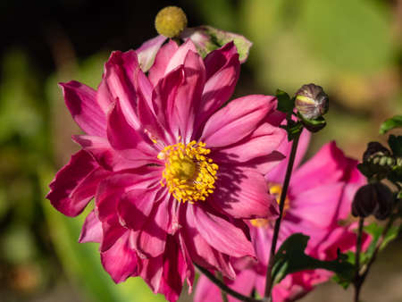 Beautiful and attractive shot of large, semi-double, rose pink flowers with golden-yellow stamens of variety of Japanese Anemone or windflower (Anemone hupehensis 'Prinz Heinrich' in early autumnの写真素材