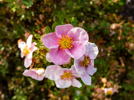 Pentaphylloides fruticosa 'Pink Queen' is a compact, bushy, rounded, deciduous shrub with small, bright green leaves and cup-shaped, pink flowers from summer into autumn. Closeup of flowersの写真素材