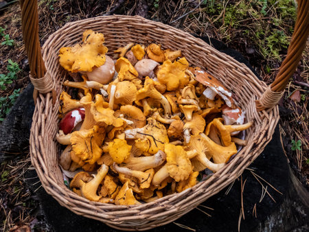 Wooden basket full with mushrooms, mainly Chanterelle on the forest ground. Mushroom picking...