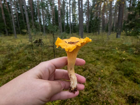 Woman hand holding single, big, golden Chanterelle mushroom with forest ground and trees in background. Mushroom picking tradition in eastern Europe and Russiaの写真素材