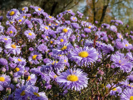 Group of large, powder puff blue daisy-like flowers with yellow eyes Michaelmas daisy or New York Aster (Aster novi-belgii or Symphyotrichum novi-belgii) 'Plenty' blooming in early autumnの写真素材
