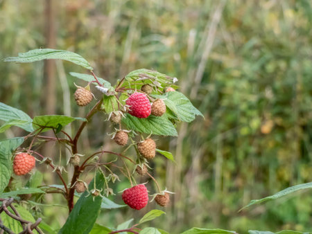 Macro shot of perfect red, ripe raspberries next to unripe green berries growing on a plant among...