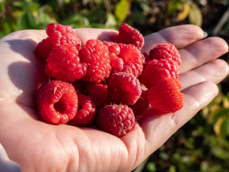 Perfect and ripe red raspberries (Rubus idaeus) on palm of woman's hand in bright sunlight in early...