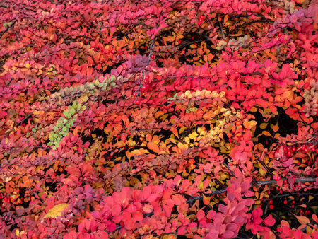 Close-up of orange and red leaves and red fruits of low-growing, deciduous shrub of Japanese...