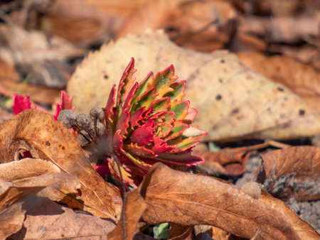 Macro shot of colorful evergreen Caucasian stonecrop Coccineum (Sedum spurium) in garden in bright...