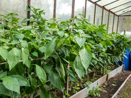Row of green pepper plants growing in a glass greenhouse and bearing green and maturing fruits in bright sunlightの写真素材
