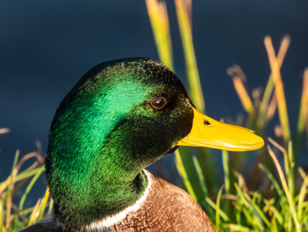 Close-up of adult, breeding male mallard or wild duck (Anas platyrhynchos) with a glossy...