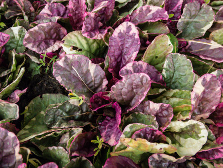 Bugle Multicolor (Ajuga reptans) 'Multicolor'. Mat-forming evergreen perennial with oval or...