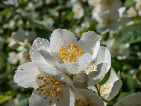 Close-up shot of bowl-shaped white flowers with prominent yellow stamens of the Sweet mock orange or English dogwood (Philadelphus coronarius) - abundant and very fragrant shrub in summerの写真素材