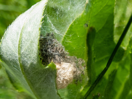 Macro shot of tiny spiderlings of Nursery web spider (Pisaura mirabilis) in the nest with young...