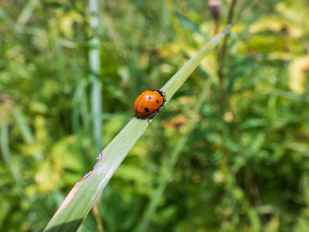 Close-up of walking ladybug the seven-spot ladybird (Coccinella septempunctata) on a grass blade....