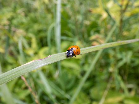 Close-up of walking ladybug the seven-spot ladybird (Coccinella septempunctata) on a grass blade....