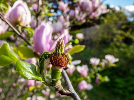 Close up shot of a green fruit of pale-pink flowers of blooming hybrid magnolia (Magnolia stellata x...