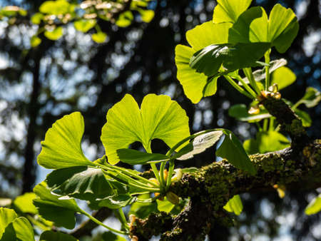 Beautiful macro of detailed, green fan-shaped leaves with veins radiating out into the leaf blade of ginkgo (ginkgo biloba) in summer with dark, blurred bokeh and bright backlight backgroundの写真素材