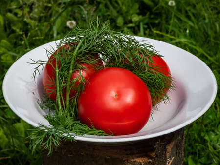 Three big, ripe, red tomatoes and fresh dills in a white bowl outdoors with green grass background. Summer vegetables and food sceneryの写真素材