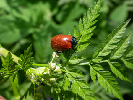 Red, round and ladybird-like broad-shouldered leaf beetle (Chrysomela populi) sitting on green leaf...