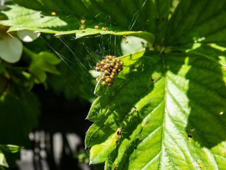 Macro shot of Tiny yellow spiderlings of European garden spider, diadem spider, orangie, cross spider or crowned orb weaver (Araneus diadematus) beginning to disperse in an orb web on a green leafの写真素材