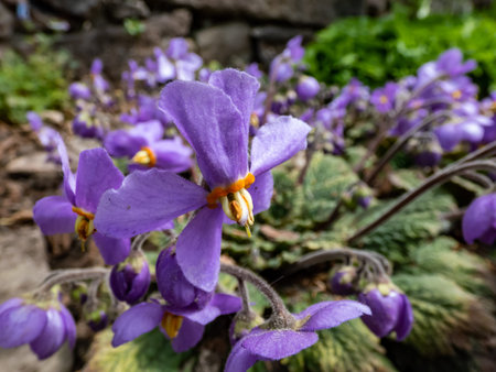 Close up of charming, five-petalled purple flowers with prominent yellow anthers of rosette-forming...