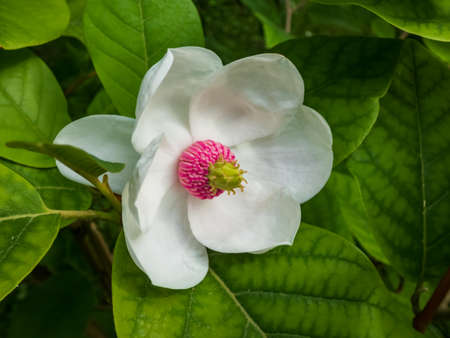 Macro shot of cup shaped Siebold's magnolia or Korean mountain magnolia and Oyama magnolia (Magnolia sieboldii) flower with reddish-purple stamens flowering in early summerの写真素材