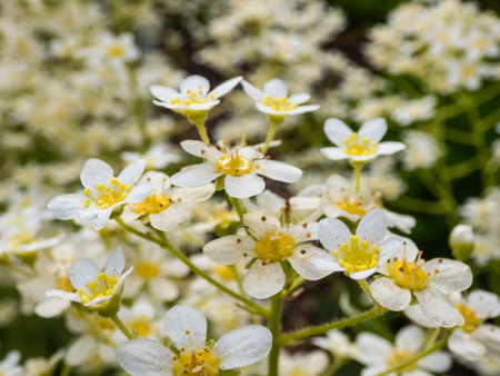 Close-up of perfect, white and yellow flowers of five petals of Alpine saxifrage or encrusted or...