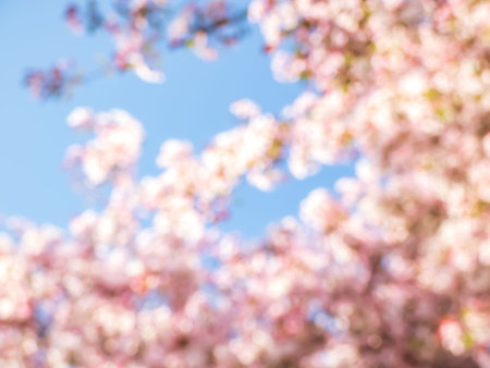 Pink, blue and white bokeh effect and purposely blurred view of blooming orchard. Blurry nature and...