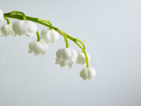 Macro shot of sweetly scented, pendent, bell-shaped white flowers of Lily of the valley (Convallaria...