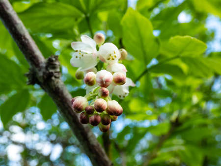 Close up shot of small, white, bell-shaped, fragrant buds and flowers of the European bladdernut (Staphylea pinnata)among green leaves in summerの写真素材