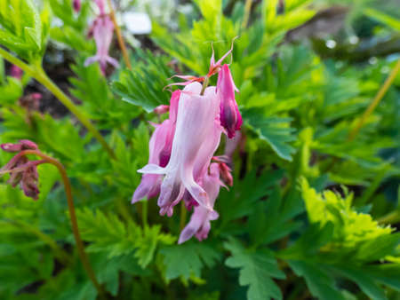 Macro of opened and long shaped cluster of pink flowers of flowering plant wild or fringed bleeding-heart, turkey-corn (Dicentra eximia) with oddly shaped flowersの写真素材