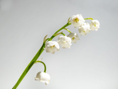 Close-up macro shot of sweetly scented, pendent, bell-shaped white flowers of Lily of the valley...