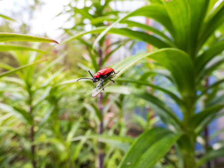 The single, adult scarlet lily beetle (Lilioceris lilii) sitting on a green lily plant leaf blade in garden. Its forewings are bright scarlet and shiny. Legs, eyes, antennae and head are blackの写真素材