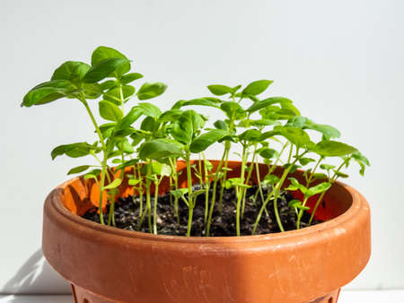 Macro shot of fresh green organic basil plants growing in a brown pot on the window sill in bright sunlight isolated on white background.の写真素材