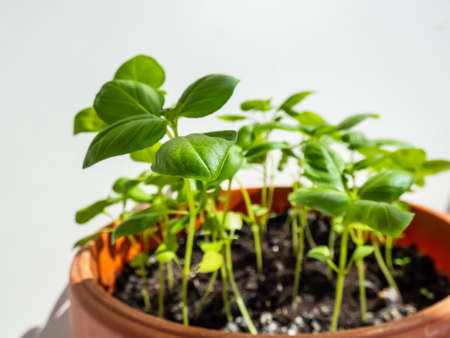 Macro shot of fresh green organic basil plants growing in a brown pot on the window sill in bright sunlight isolated on white background.の写真素材