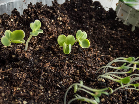 Macro shot of chinese cabbage (Brassica rapa) seedlings growing in plastic pot on the windowsill....