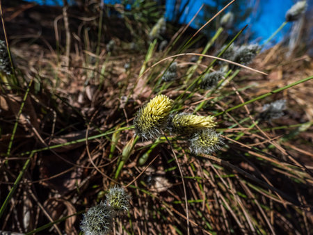 Buds and flowers covered in creamy yellow coloured pollen of hare's-tail cottongrass or tussock...
