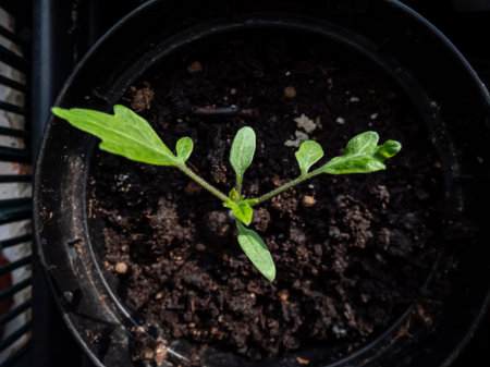 Macro shot of small tomato plant seedling growing in plastic pot on the windowsill. Indoor gardening...