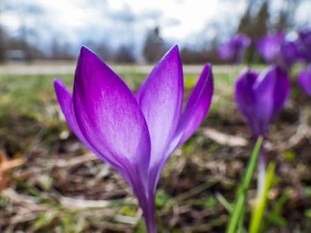 Beautiful macro shot of bright purple spring crocuses (Crocus vernus) blooming with a bright backlight in early springの写真素材