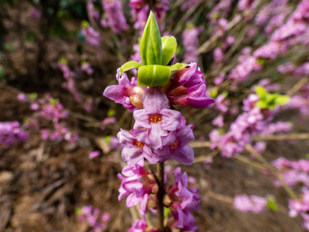 Macro shot of Four-lobed pink and light purple strongly scented flowers of toxic shrub Mezereon or...
