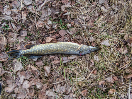 Big northern pike (Esox lucius) cought during fishing lying on ground in early spring on dry leaves....