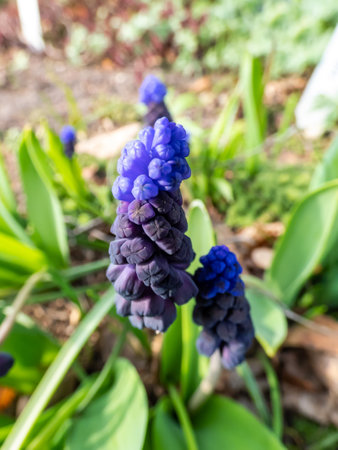 Close-up shot of gorgeous grape hyacinth (Muscari latifolium) buds displaying two different kinds of flowers. At the top are the light blue, below are dark purple-blue flowers in early springの写真素材