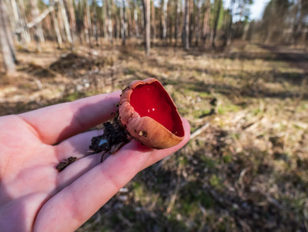 Hand holding big Cup-shaped fungus scarlet elfcup (Sarcoscypha austriaca) fruit body in early spring with blurred forest backgroundの写真素材