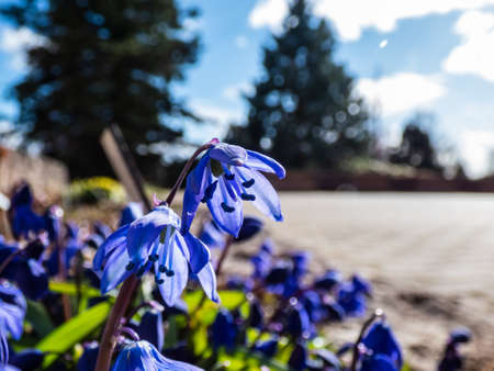 Macro of small, blue spring flower Siberian squill or wood squill (Scilla caucasica) 'Indra' in sunlight in gardenの写真素材