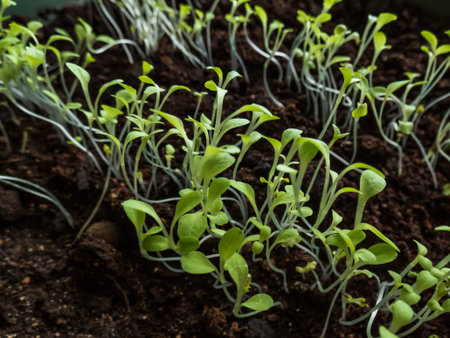 Growing leaf vegetables from seeds. Macro shot of small seedlings growing in plastic pot on the...