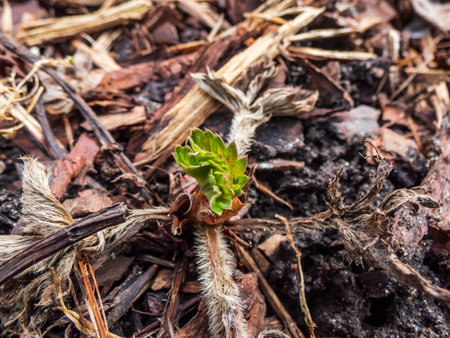 Close up of Garden strawberry plant (Fragaria x ananassa) starting to grow after dormancy in the winter with bright fresh green leaves in early spring surrounded with brown, dry leaves in plant bedの写真素材