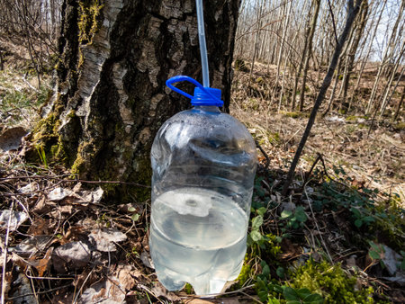 Collecting sap from trunk of birch tree in spring. A birch tree has been tapped in spring to get...