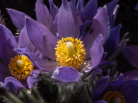 Macro shot of golden yellow stamens inside of purple flowers of Eastern pasqueflower (Pulsatilla...